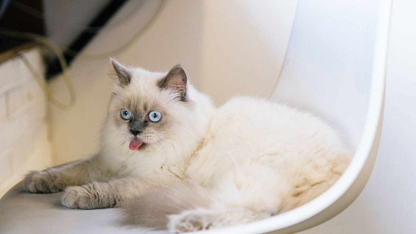 Ragdoll