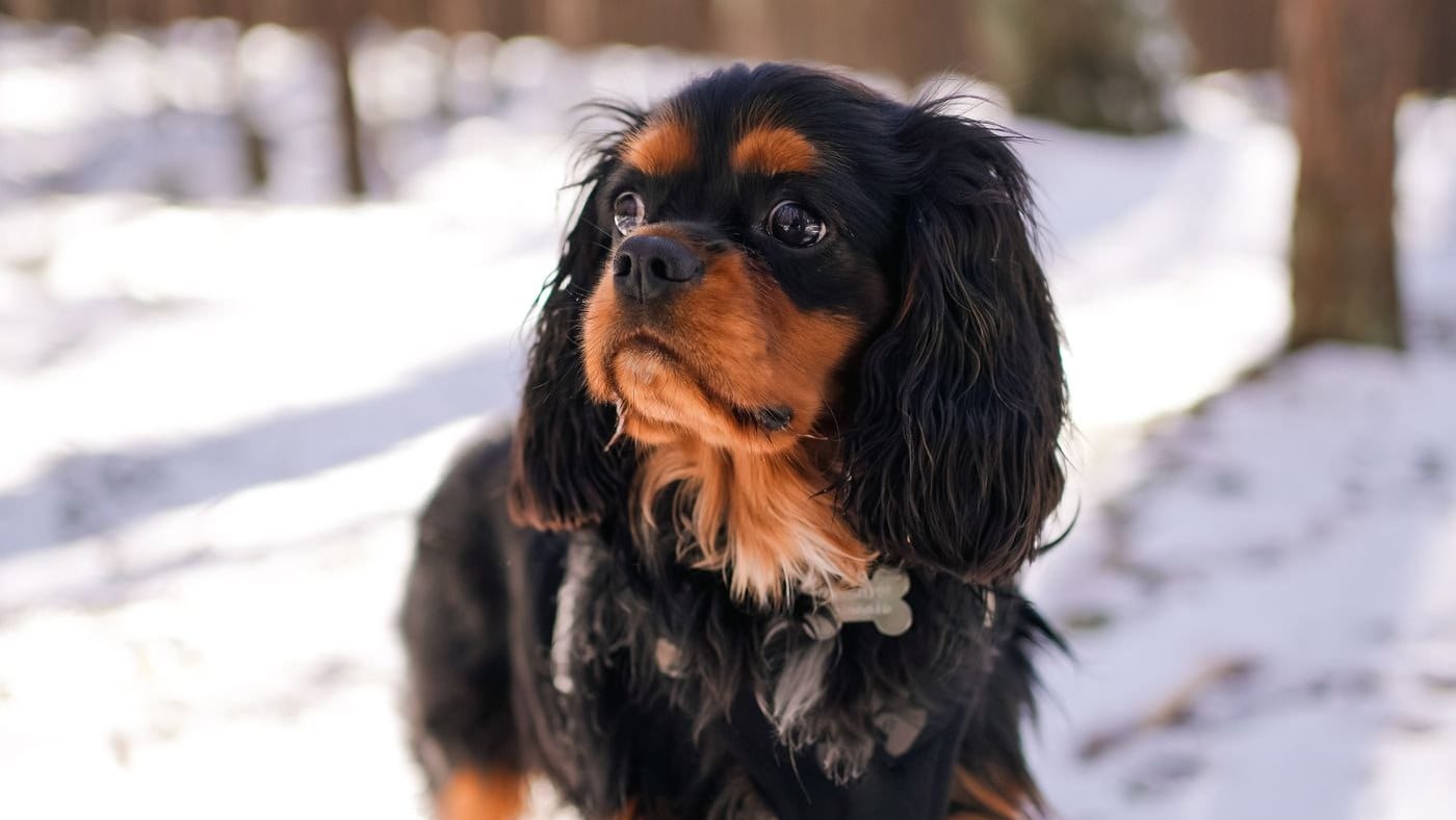 Kavalír king charles španěl