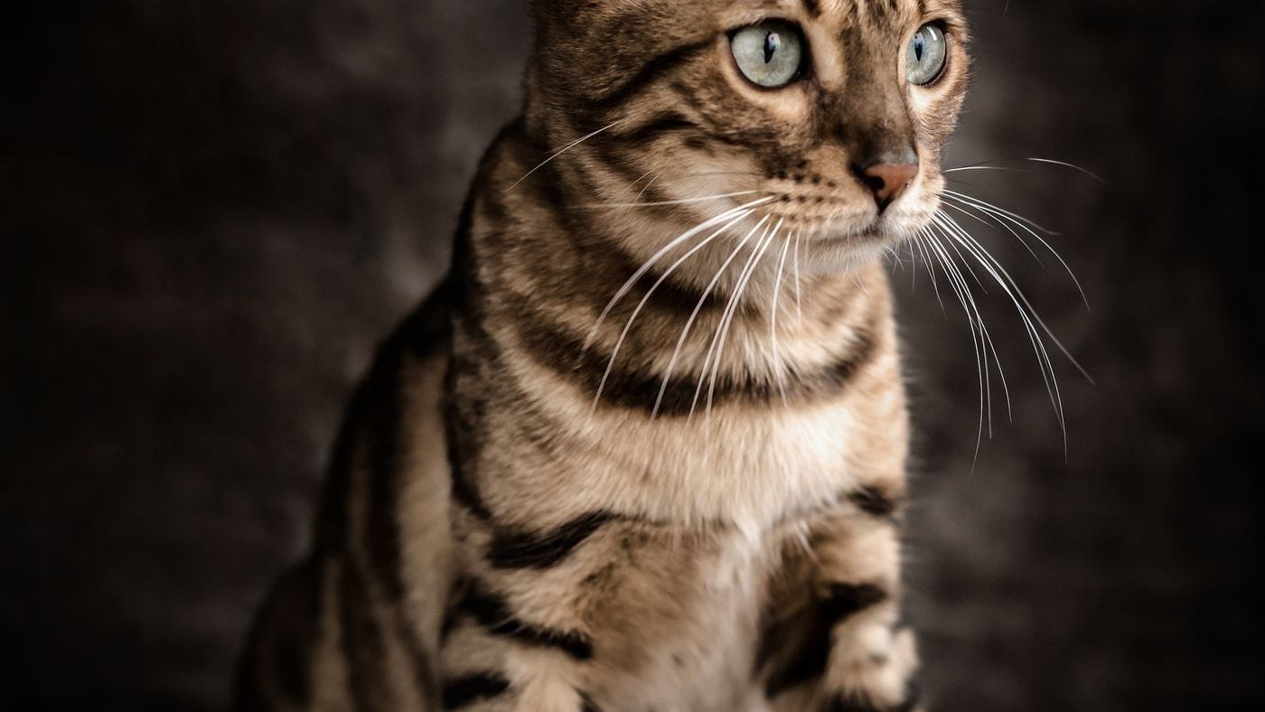 Bengalkatze