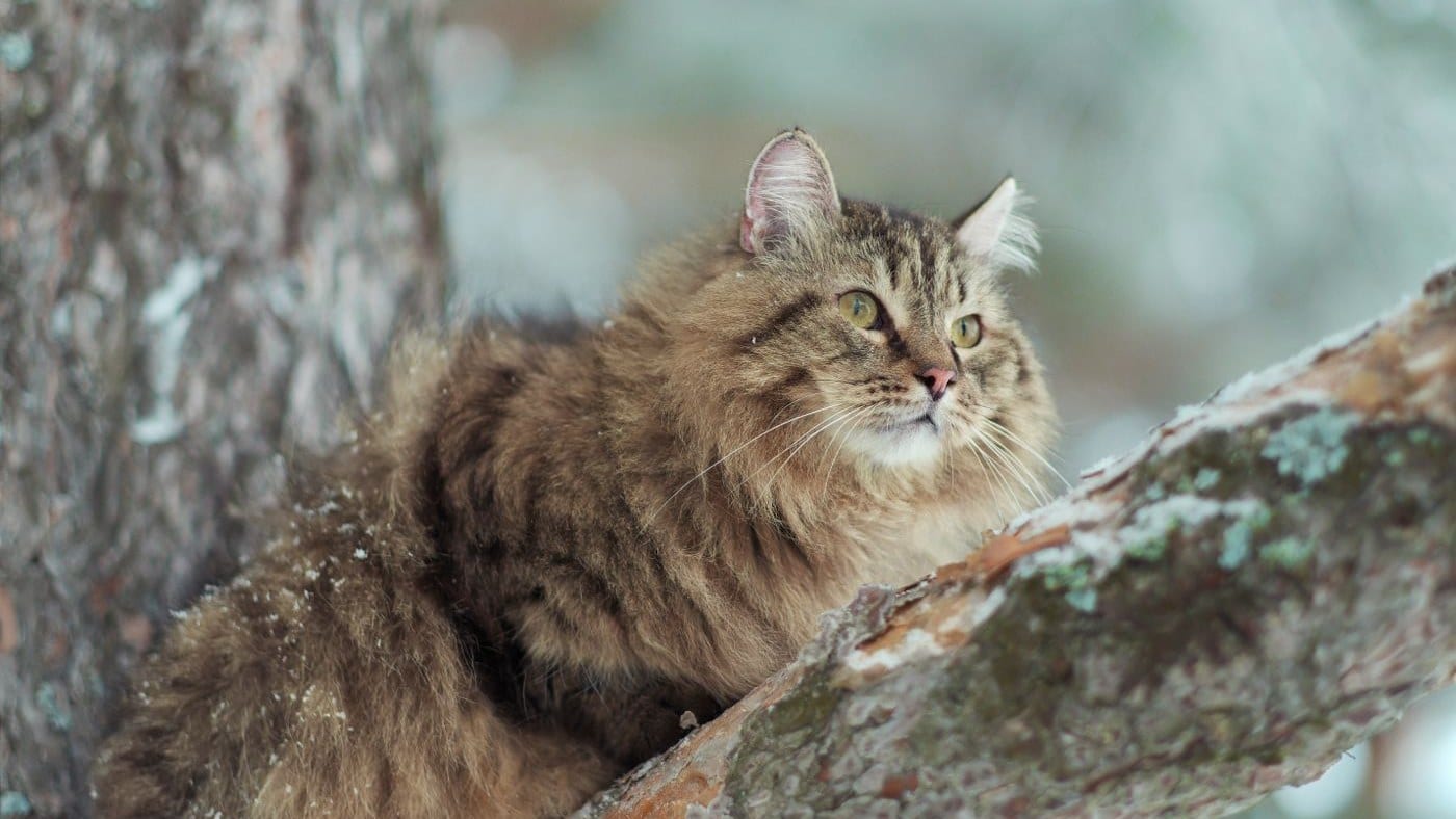 Siberian