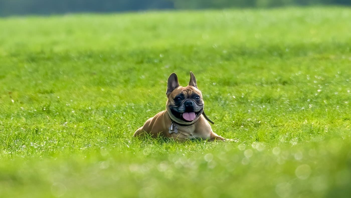 French Bulldog