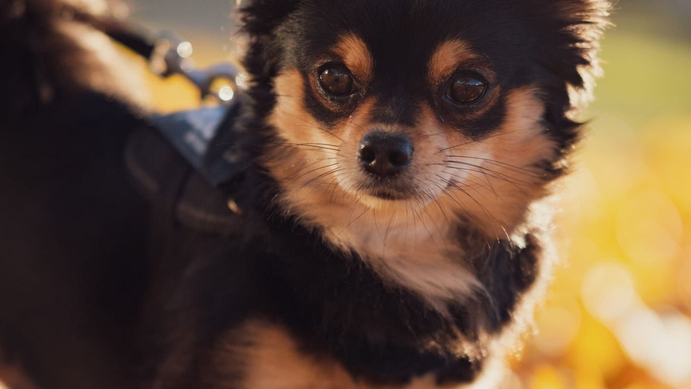Chihuahua